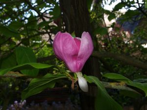 magnoliapuu kukkii