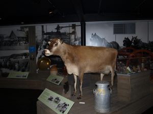 saaren pyhä lehmä(rotu) on museoitu
