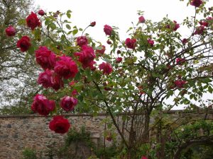 ruusujen runsautta Rose Gardenin muurilla
